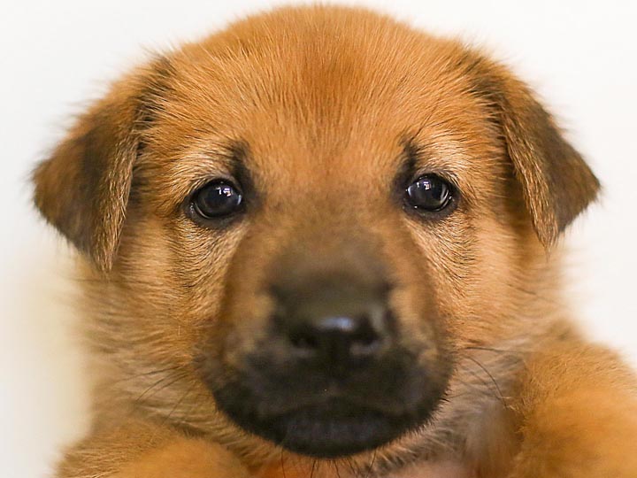 chinook puppy